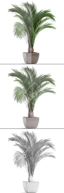 Tropical Elegance: Hedyscepe Canterburyana 3D model image 3