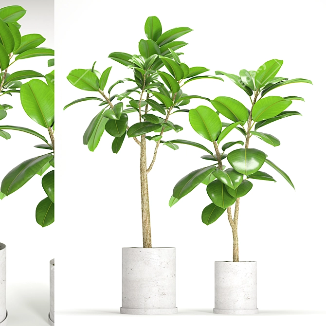Exquisite Ficus Elastica Duo 3D model image 1