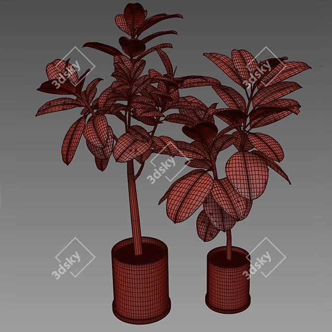 Exquisite Ficus Elastica Duo 3D model image 3