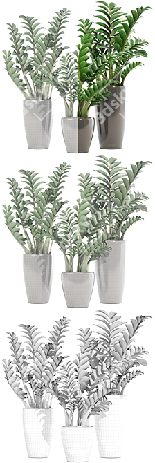 Zamioculcas Collection: Stunning Interior Plants 3D model image 3