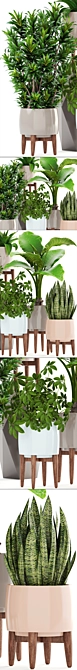 Indoor Plant Collection: Sansevieria, Schefflera, Dracaena, Agave 3D model image 2