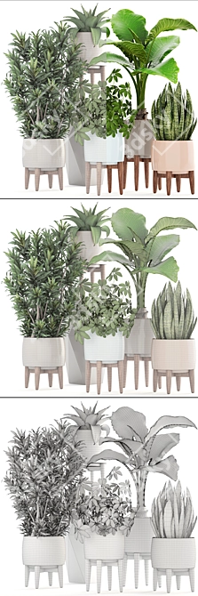 Indoor Plant Collection: Sansevieria, Schefflera, Dracaena, Agave 3D model image 3