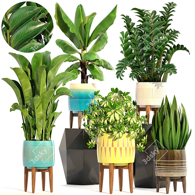 Indoor Plant Collection: Sansevieria, Schefflera, Zamioculcas 3D model image 1