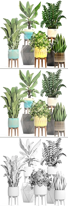 Indoor Plant Collection: Sansevieria, Schefflera, Zamioculcas 3D model image 3