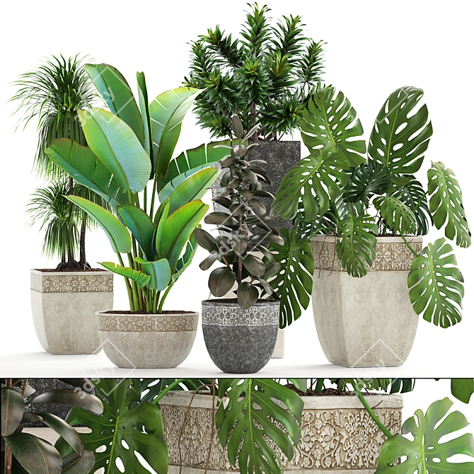Green Oasis Collection: Dracaena, Monstera, Ravenala and Ficus 3D model image 1