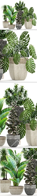 Green Oasis Collection: Dracaena, Monstera, Ravenala and Ficus 3D model image 2