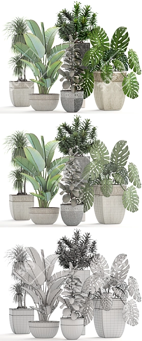 Green Oasis Collection: Dracaena, Monstera, Ravenala and Ficus 3D model image 3