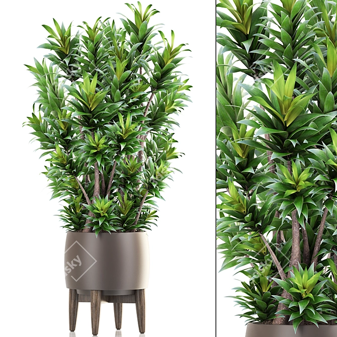 Dracaena Reflexa: Stylish Indoor Plant 3D model image 1