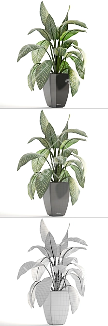 Dieffenbachia: Stylish Indoor Plant 3D model image 3