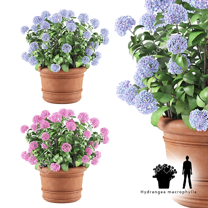 Hortense Hydrangea: Lifelike Plant Decoration 3D model image 1