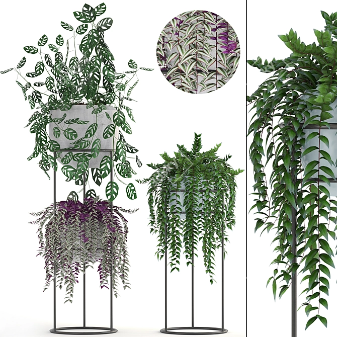 Indoor Hanging Plants & Monstera - Plant Collection 3D model image 1