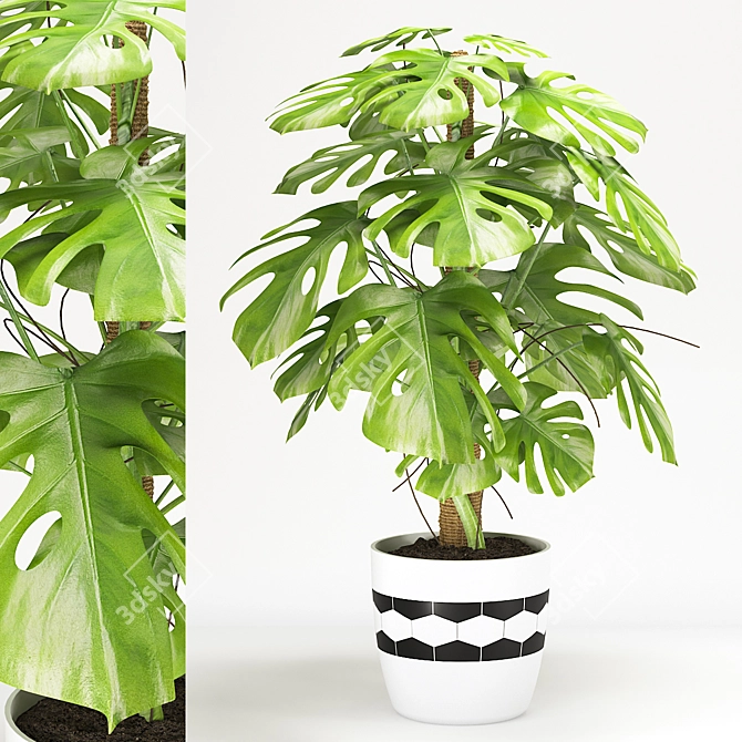 Monstera Plant in Black & White Pot 3D model image 1