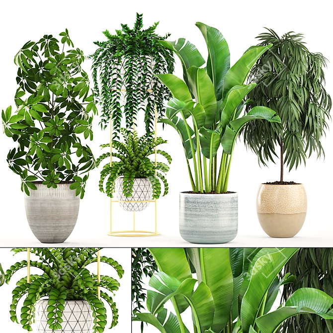 Indoor Plant Collection: Ficus Alii, Schefflera, Zamioculcas & Caladium 3D model image 1