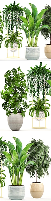 Indoor Plant Collection: Ficus Alii, Schefflera, Zamioculcas & Caladium 3D model image 2