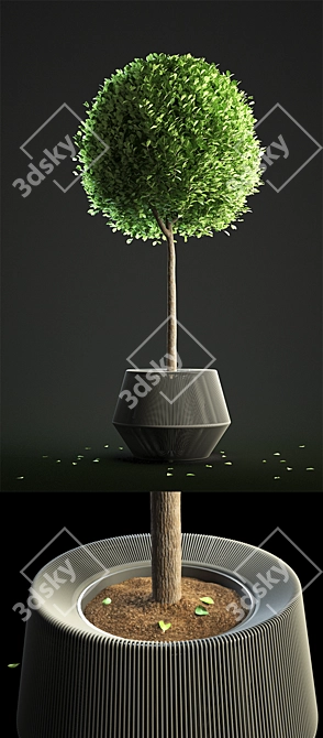 Sculpted Buxus Sphere in ZigZag Pot 3D model image 2