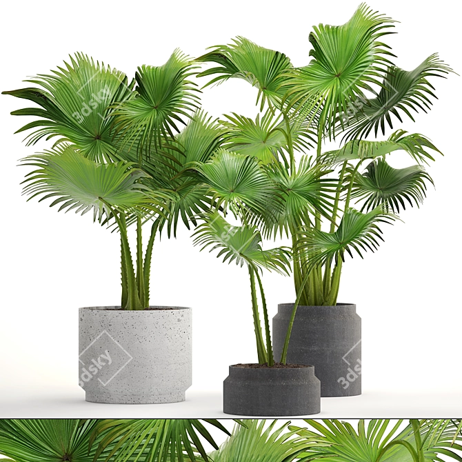 Interior Palm Collection 3D model image 1