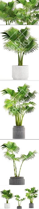 Interior Palm Collection 3D model image 2