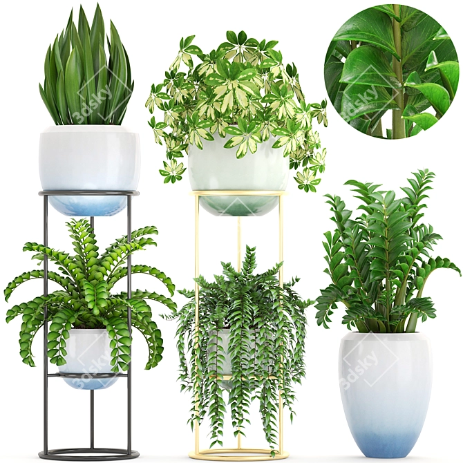 Indoor Plant Collection: Schefflera, Zamioculcas, Caladium 3D model image 1