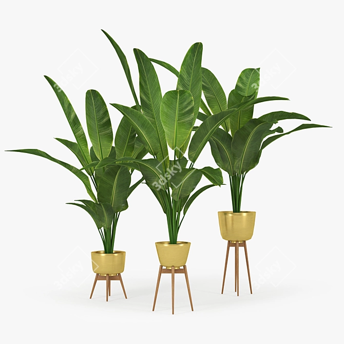 Tropical Banana Palm Tree 3D model image 1