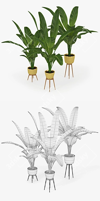 Tropical Banana Palm Tree 3D model image 2