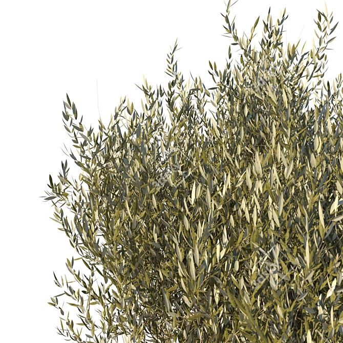 Ancient Olive Tree Sculpture 3D model image 2