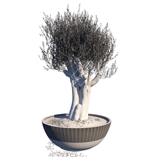 Ancient Olive Tree Sculpture 3D model image 3