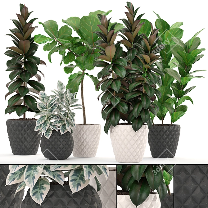 Lush Ficus Collection: Robusta, Elastica & Lyrata 3D model image 1