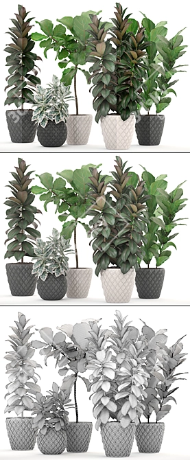 Lush Ficus Collection: Robusta, Elastica & Lyrata 3D model image 3