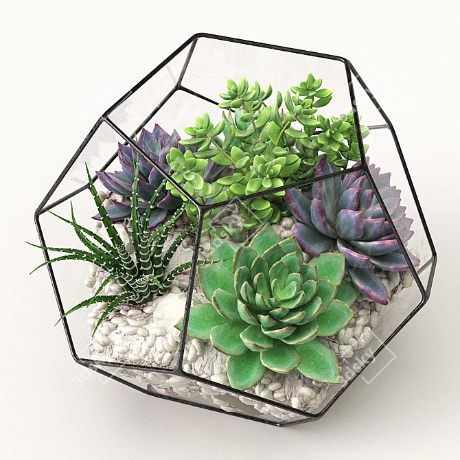 Terrarium: A Beautiful Botanical World 3D model image 1