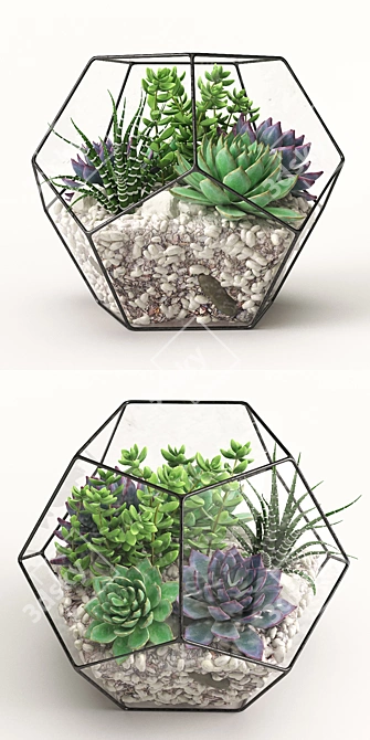 Terrarium: A Beautiful Botanical World 3D model image 2