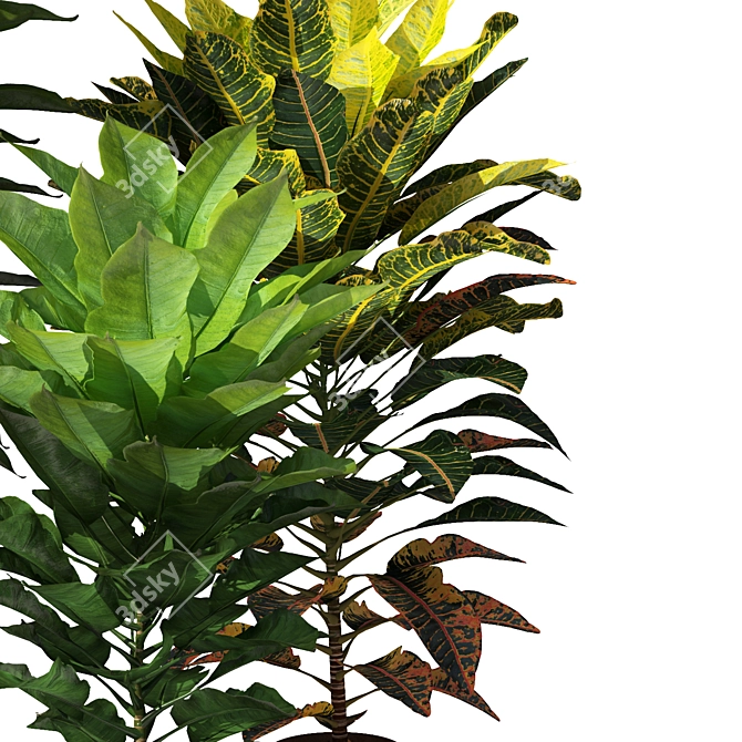 Tropical Elegance: Cordyline & Codiaeum 3D model image 2