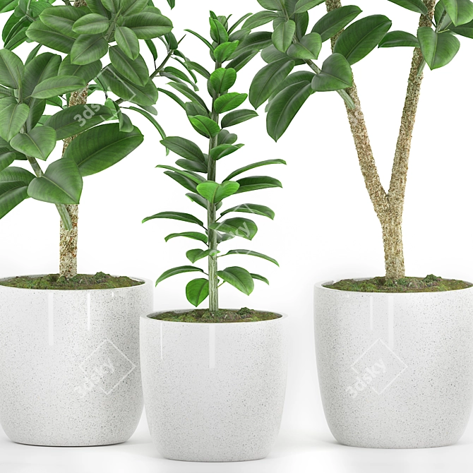 Ficus Elastica Set: Plant 48 3D model image 2