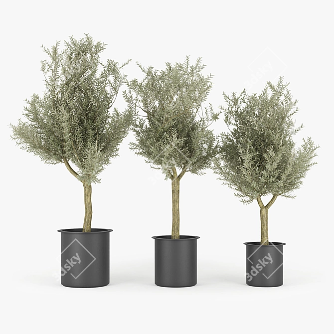 Exquisite Olive Tree 3D Model 3D model image 1