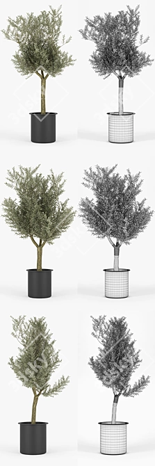 Exquisite Olive Tree 3D Model 3D model image 2