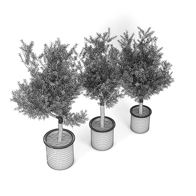 Exquisite Olive Tree 3D Model 3D model image 3