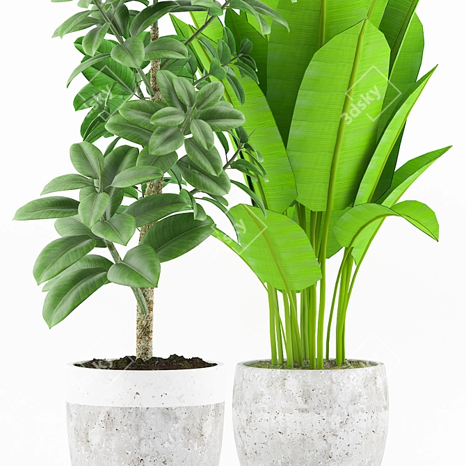 Tropical Plant Collection with Concrete pot 3D model image 3
