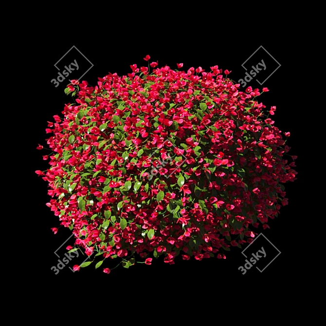  Vibrant Bougainvillea Bushes 3D model image 2