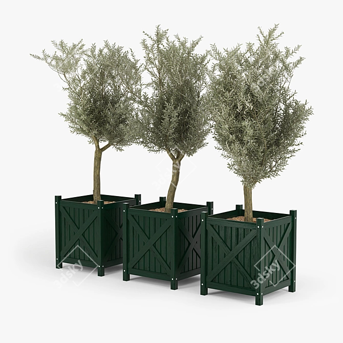 Elegant Olive Tree Model 3D model image 2