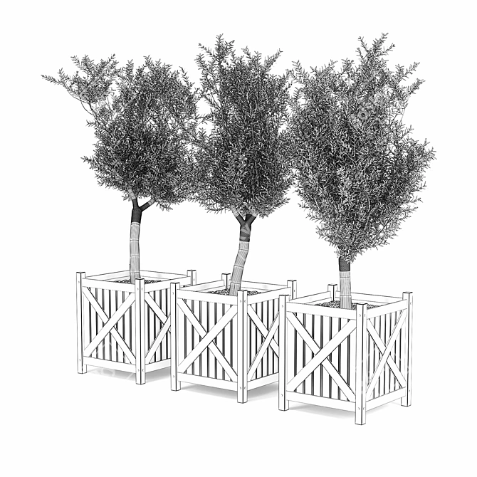 Elegant Olive Tree Model 3D model image 3