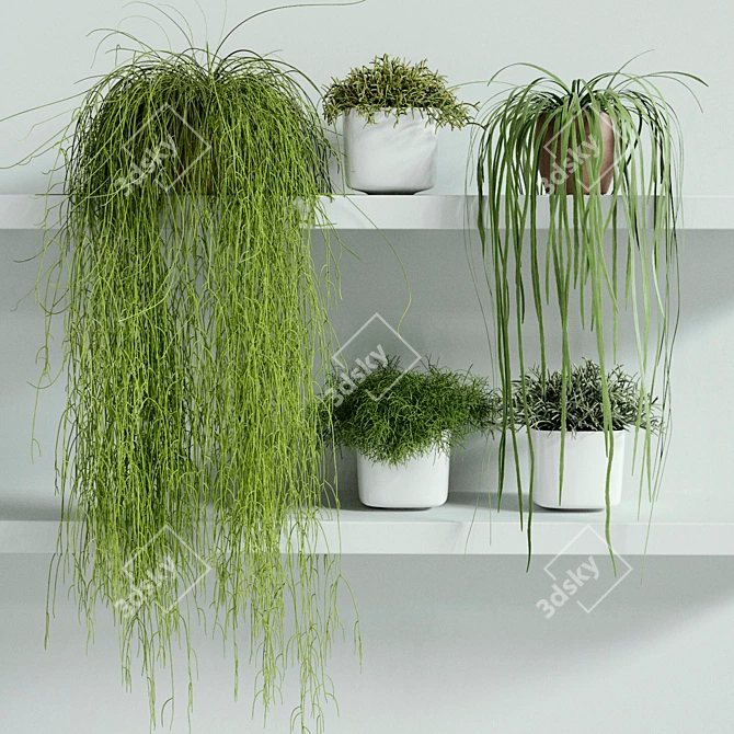 Rhipsalis Indoor Plant Set 3D model image 1