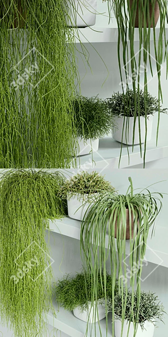Rhipsalis Indoor Plant Set 3D model image 2