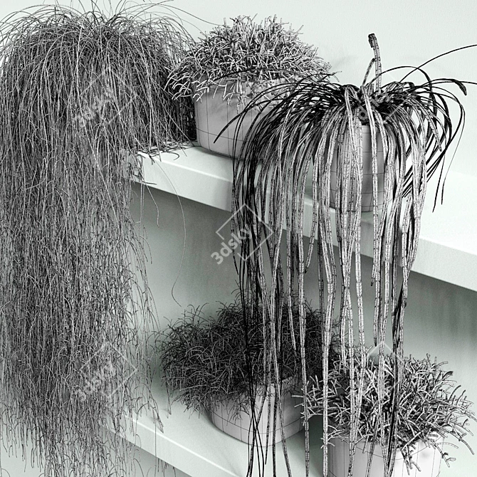 Rhipsalis Indoor Plant Set 3D model image 3