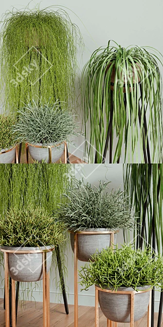 Rhipsalis Indoor Plant Set 3D model image 2