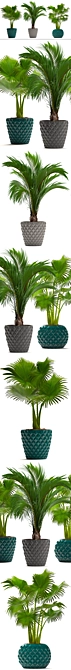 Tropical Palm Paradise Collection 3D model image 2