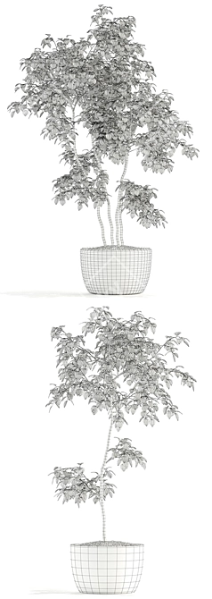 Botanical Bliss: 96 Stunning Plants 3D model image 3