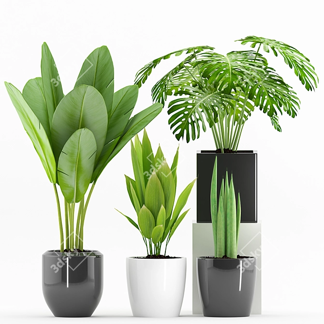 Green Oasis: Palm, Sansevieria, Banana Plant+Pot 3D model image 1