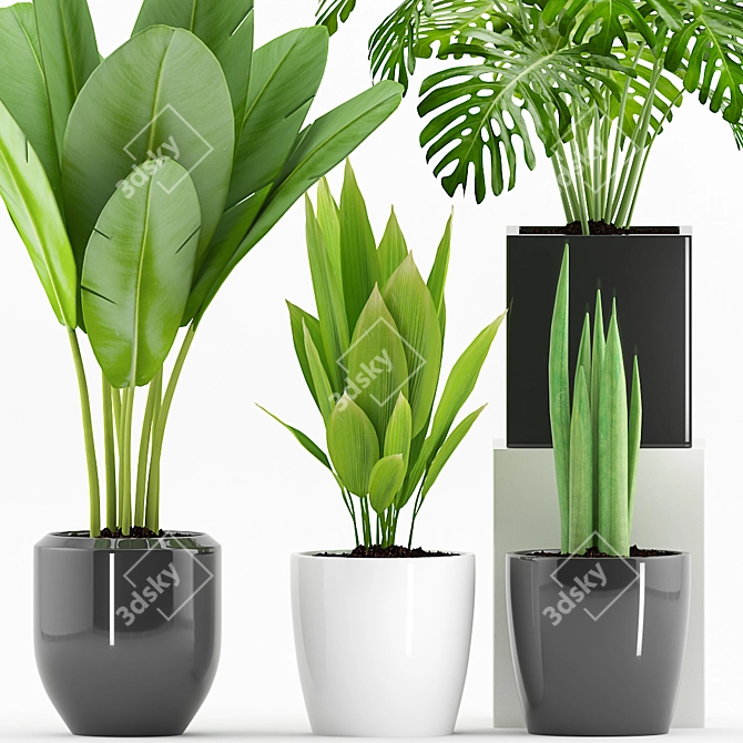 Green Oasis: Palm, Sansevieria, Banana Plant+Pot 3D model image 2