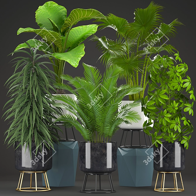 Exotic Plant Collection: Schefflera, Alocasia, Ficus, Areca Palm 3D model image 1