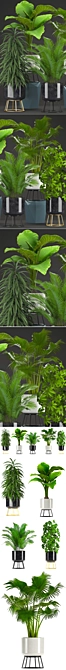 Exotic Plant Collection: Schefflera, Alocasia, Ficus, Areca Palm 3D model image 2