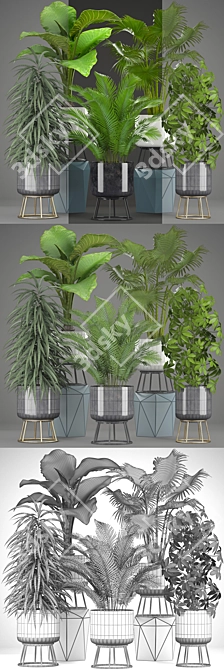 Exotic Plant Collection: Schefflera, Alocasia, Ficus, Areca Palm 3D model image 3